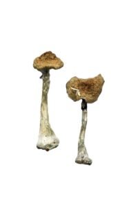 A+ cubensis spores
