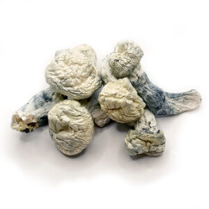 Buy Albino A+ Magic Mushroom​ Online
