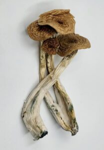 Alacabenzi mushroom