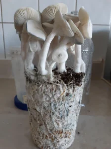 Albino Louisiana Magic Mushrooms