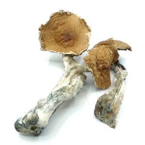hawaii magic mushrooms