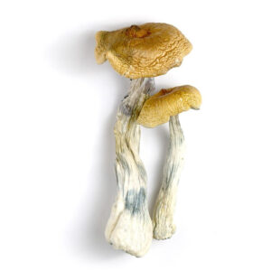 hawaii magic mushrooms