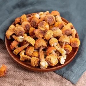 agaricus blazei mushroom