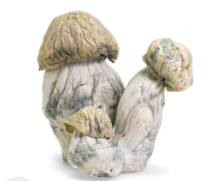 Albino Penis Envy Spores​ 