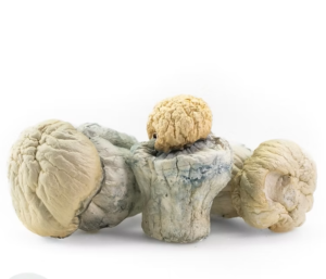 Albino Penis Envy Spores​ 