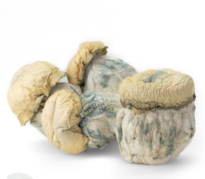 Albino Penis Envy Spores​ 