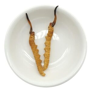 cordyceps sinensis mushroom