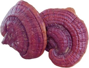 buy reishi mushroom
