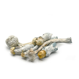 albino avery mushrooms