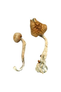 buy african transkei mushroom