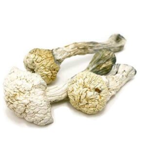 albino avery mushrooms