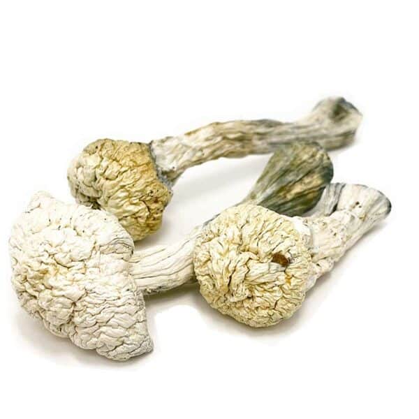 albino avery mushrooms