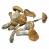 b+ magic mushroom