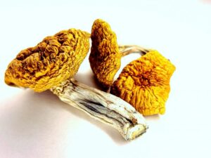 Burmese Magic Mushrooms