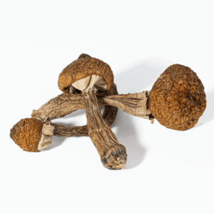 Super Thai Mushrooms​