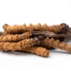 cordyceps sinensis mushroom