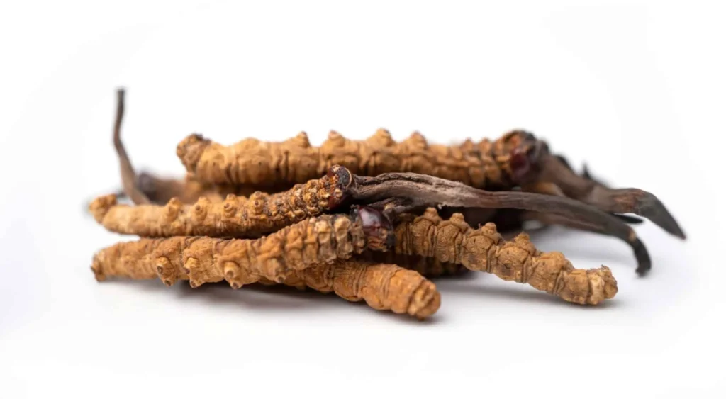 cordyceps sinensis mushroom