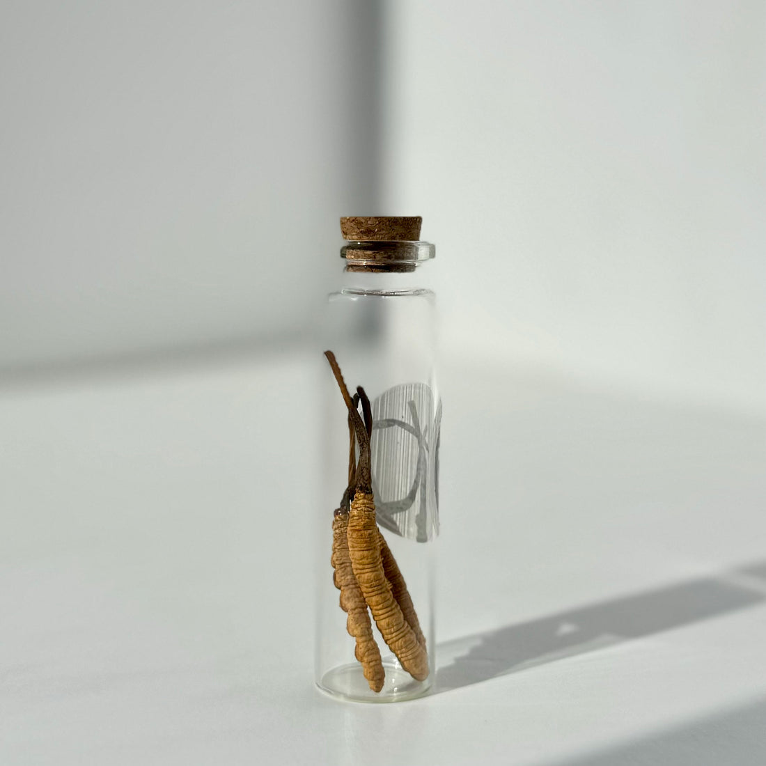Buy Cordyceps Sinensis Online - Image 3