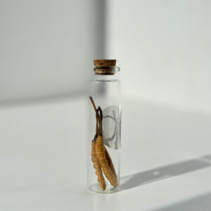 cordyceps sinensis mushroom