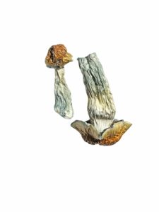 Buy Penis Envy Mushrooms Online​
