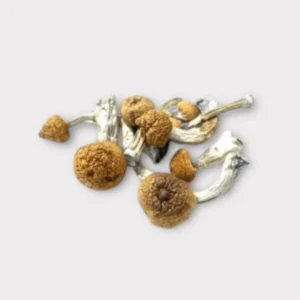 Buy Koh Samui Super Mushroom Online