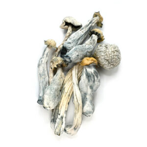 albino avery mushrooms