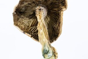 buy amazonian mushroom spores​