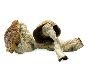 Buy Penis Envy Mushrooms Online​