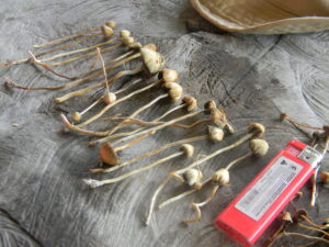 liberty cap mushroom