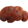 buy reishi mushroom