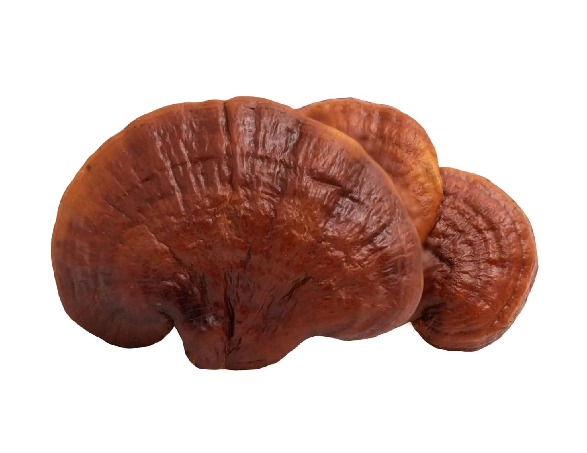 buy reishi mushroom