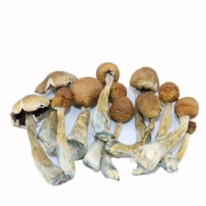 ecuadorian tri colour magic mushroom