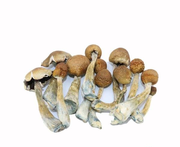 ecuadorian tri colour magic mushroom