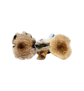 Vietnamese Mushrooms