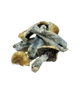 Vietnamese Mushrooms