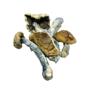 Vietnamese Mushrooms