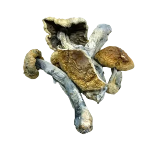 Vietnamese Mushrooms