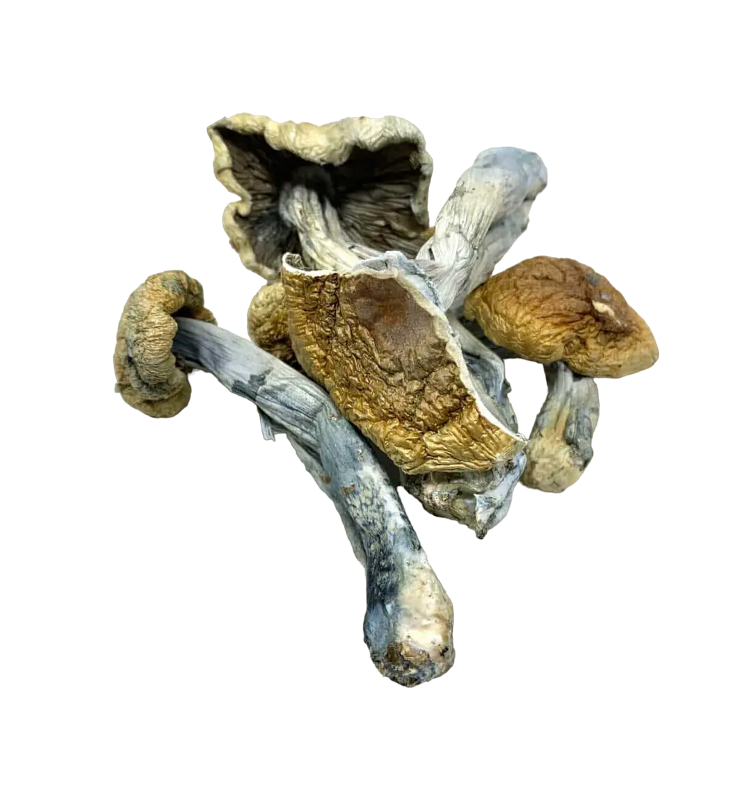 Vietnamese Mushrooms