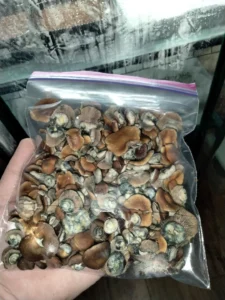 koh samui super strain