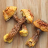 agaricus blazei mushroom