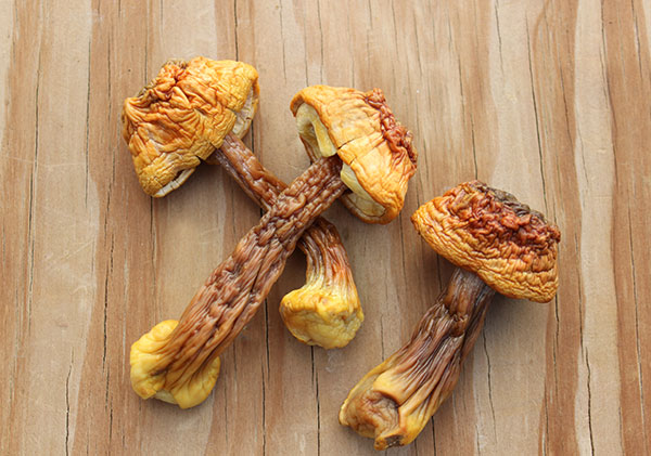 agaricus blazei mushroom