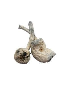 albino avery mushrooms