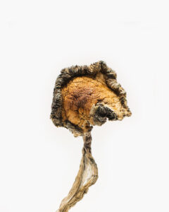 buy blue meanie mushrooms