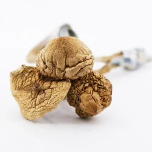 buy african transkei mushroom