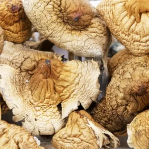 buy african transkei mushroom