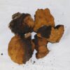 buy chaga mushroom