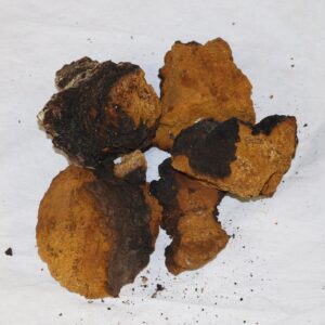 buy chaga mushroom