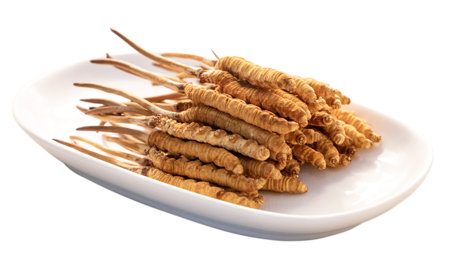 Buy Cordyceps Sinensis Online - Image 4