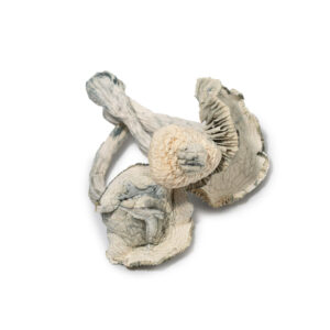 White Jedi Mind Fuck