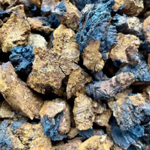 buy chaga mushroom